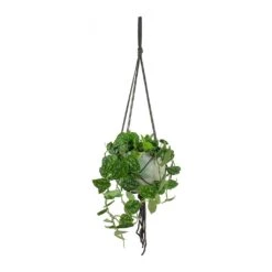 Epipremnum Pictum Argyraeus - Satin Pothos -Greencore Store Epipremnum pictum Argyraeus Satin Pothos Hans Hanging Plant Pot Light Grey 4fa2ff1f ddc6 436a 96bf 728e861893b4
