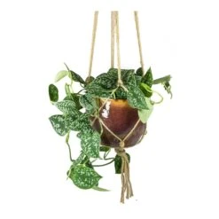 Epipremnum Pictum Argyraeus - Satin Pothos -Greencore Store Epipremnum pictum Argyraeus Satin Pothos Lara Passion Plant Pot Plant Hanger