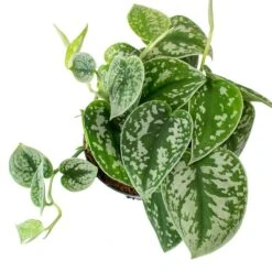 Epipremnum Pictum Argyraeus - Satin Pothos -Greencore Store Epipremnum pictum Argyraeus Satin Pothos Leaves