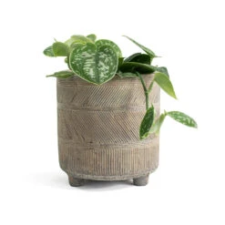 Epipremnum Pictum Argyraeus - Satin Pothos -Greencore Store Epipremnum pictum Argyraeus Satin Pothos Nola Plant Pot Shiny Earth ea48a183 25db 4b65 b7c5 87f1b8f649ac
