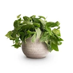 Ryan Plant Pot - White Black -Greencore Store Epipremnum pictum Silvery Ann Satin Pothos 14x35cm Ryan Plant Pot White Black 18x16cm