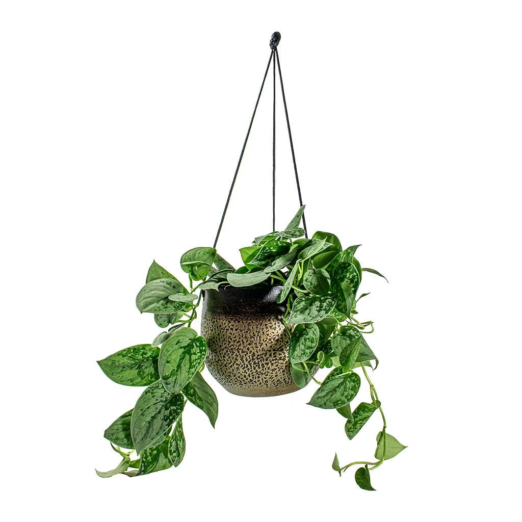 Mya Hanging Planter - Deep Champagne 6 Mya Hanging Planter - Deep Champagne - Image 4