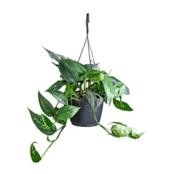 Epipremnum Pinnatum - Cebu Blue Pothos -Greencore Store Epipremnum pinnatum Cebu Blue Pothos 15x35cm 2