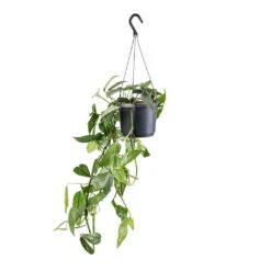 Epipremnum Pinnatum - Cebu Blue Pothos -Greencore Store Epipremnum pinnatum Cebu Blue Pothos 17x40cm