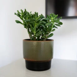 Erik Plant Pot - Dark Olive 20 Erik Plant Pot - Dark Olive -Greencore Store Erik Olive 2