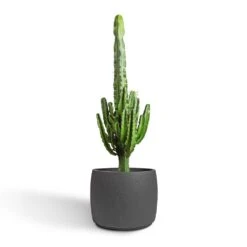 Mini Valerie Plant Pot - Black Washed -Greencore Store Euphorbia erytrea Desert Cactus 24x90cm Mini Valerie Plant Pot Black Washed 36x28cm 2 b18f8118 d506 4f28 be41 9de11feea315