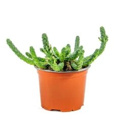 Euphorbia Flanaganii - Medusa Plant -Greencore Store Euphorbia flanaganii Medusa Plant