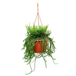 Euphorbia Flanaganii - Medusa Plant -Greencore Store Euphorbia flanaganii Medusa Plant 50cm