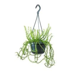 Euphorbia Flanaganii - Medusa Plant -Greencore Store Euphorbia flanaganii Medusa Plant Large 0b1fb7ed db6e 40b8 b7e5 a81accee906b