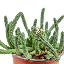 Euphorbia Flanaganii - Medusa Plant -Greencore Store Euphorbia flanaganii Medusa Plant close up