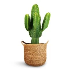Euphorbia Ingens - Candelabra Tree -Greencore Store Euphorbia ingens Candelabra Tree 24x70cm Nelis Plant Basket Natural 28x27cm 1