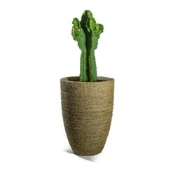 Ben Plant Pot - Straw Grass -Greencore Store Euphorbia ingens Candelabra Tree Ben Plant Pot Straw Grass e565bc98 358b 4c2d b7ad 90e23d871711