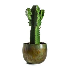 Euphorbia Ingens - Candelabra Tree -Greencore Store Euphorbia ingens Candelabra Tree Ellen Metal Plant Pots Set of 3 Vintage Green