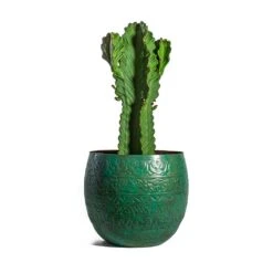 Euphorbia Ingens - Candelabra Tree -Greencore Store Euphorbia ingens Candelabra Tree Famke Metal Plant Pots Set of 3 Old Blue