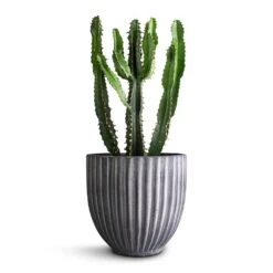 Lagos Plant Pot - Anthracite -Greencore Store Euphorbia triangularis 14x40cm Lagos Plant Pot Anthracite 20x20cm 290bf94e 9038 4a7f ab61 7788f44c5b60