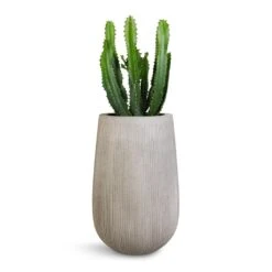 Patt High Plant Vase - Ridged Cement -Greencore Store Euphorbia triangularis 17x45cm Patt High Plant Vase Ridged Cement 29x43cm 1043ac87 2b0e 4dcf a4a6 115a3f55ef9f