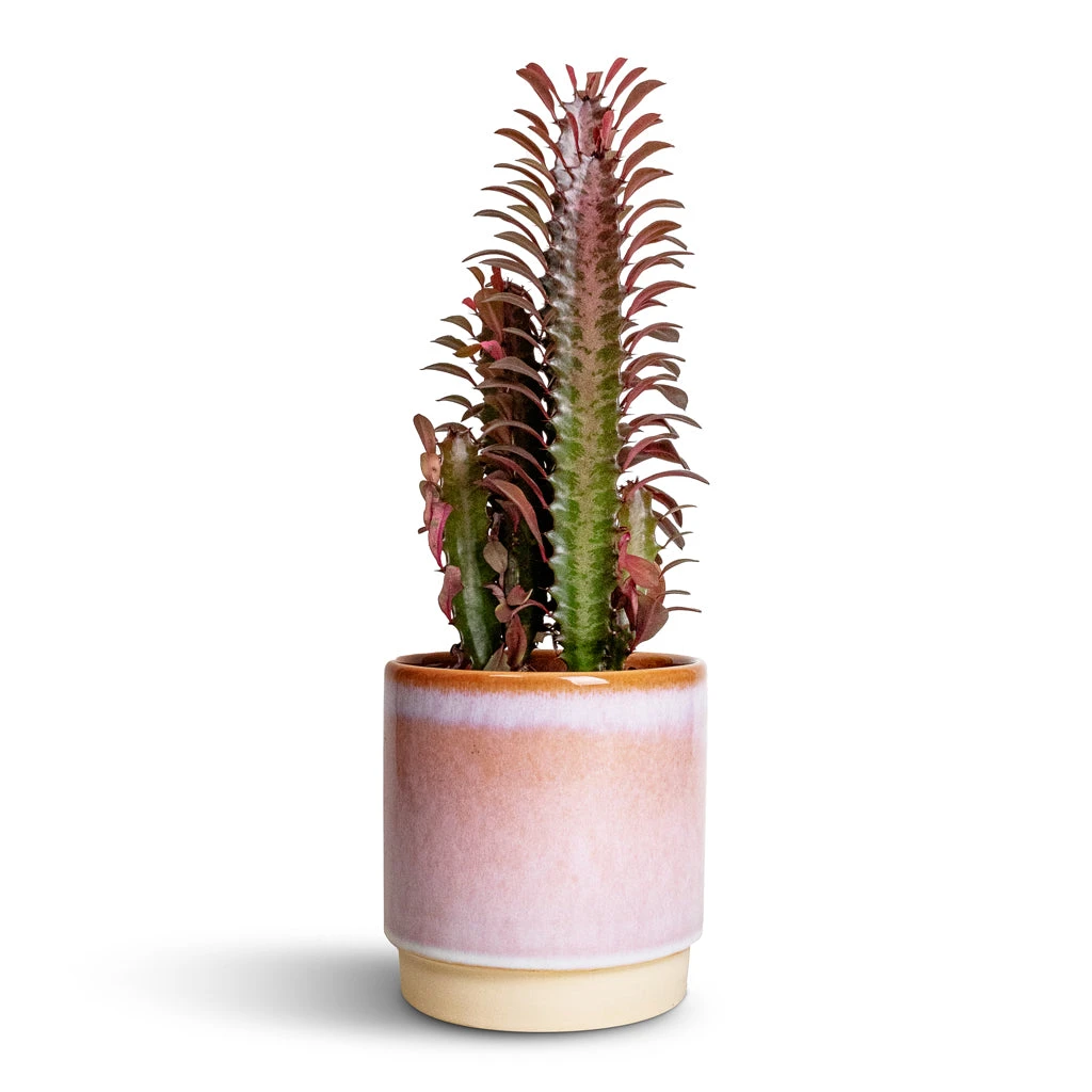Copenhagen Plant Pot - Pink 4 Copenhagen Plant Pot - Pink - Image 2