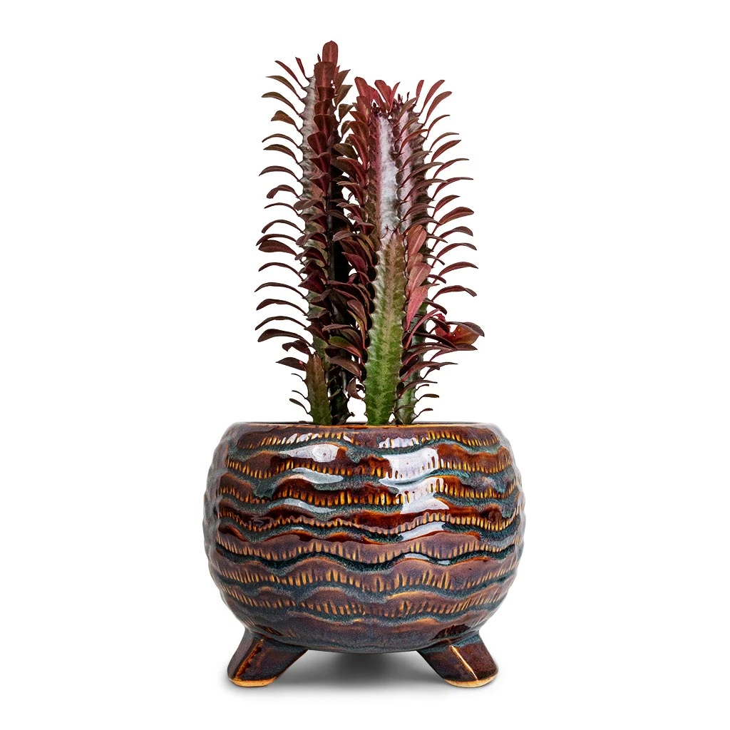 Dewi Plant Pot - Marrakesh 4 Dewi Plant Pot - Marrakesh - Image 2