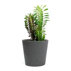 Mini Bucket Plant Pot - Black Washed -Greencore Store Euphorbia trigona rubra African Milk Tree Mini Bucket Plant Pot Black Washed