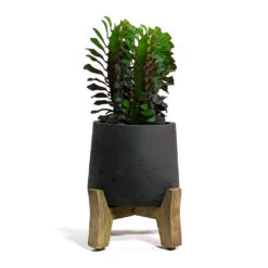 Patt Plant Pot - Low Stand - Black Washed -Greencore Store Euphorbia trigona rubra African Milk Tree Patt Plant Pot Low Stand Black Washed