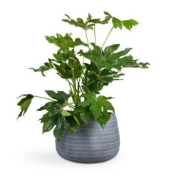 Angle Darcy Plant Pot - Grey -Greencore Store Fatsia japonica Japanese Aralia 17x60cm Angle Darcy Plant Pot Grey 34.5x24cm 419a76f9 7175 4d7d babe 320d55e5db50