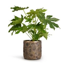 Luxe Lite Moon Cylinder Planter - Bronze 12 Luxe Lite Moon Cylinder Planter - Bronze -Greencore Store Fatsia japonica Japanese Aralia 17x60cm Luxe Lite Moon Cylinder Planter Bronze 23x22cm