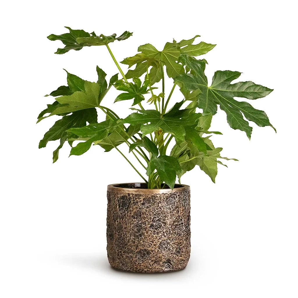 Luxe Lite Moon Cylinder Planter - Bronze 5 Luxe Lite Moon Cylinder Planter - Bronze - Image 3