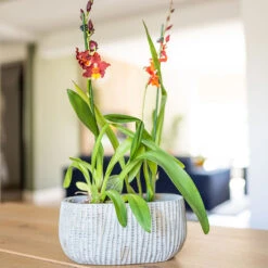 Feico Oval Plant Bowl - Mint Grey 10 Feico Oval Plant Bowl - Mint Grey -Greencore Store Feico Oval Plant Bowl Shiny Mint Lifestyle 01