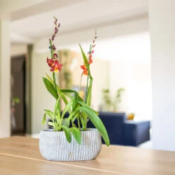 Feico Oval Plant Bowl - Mint Grey 12 Feico Oval Plant Bowl - Mint Grey -Greencore Store Feico Oval Plant Bowl Shiny Mint Lifestyle 02