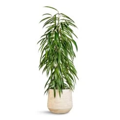 Dune Darcy Planter - Oat -Greencore Store Ficus Alii Long Leafed Fig 21x100cm Dune Darcy Planter Oat 30x26cm 06183c2f de98 4ecb b657 120f9a49dfe4