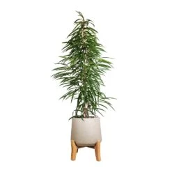 Patt Plant Pot - Low Stand - Grey Washed 16 Patt Plant Pot - Low Stand - Grey Washed -Greencore Store Ficus Alii Long Leafed Fig 27x125cm Patt Plant Pot Low Stand Grey Washed 39x43cm aabd44e6 5403 44b0 bf12 c35c1fcd8a82
