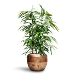 Opus Raw Couple Planter - Gold -Greencore Store Ficus Amstel King HydroCare Opus Raw Couple Planter Gold