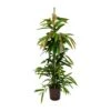 Ficus Amstel King - HydroCare -Greencore Store Ficus Amstel King Hydroculture Indoor Plant