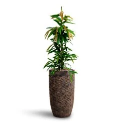 Luxe Lite Layer Partner Planter - Bronze -Greencore Store Ficus Amstel King HydrocultureLuxe Lite Layer Partner Planter Bronze e1531c22 a242 4685 a5d0 374bfb296a3f