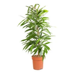 Ficus Amstel King - Narrow Leafed Fig -Greencore Store Ficus Amstel King Narrow Leafed Fig 21x90cm