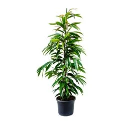 Ficus Amstel King - Narrow Leafed Fig -Greencore Store Ficus Amstel King Narrow Leafed Fig