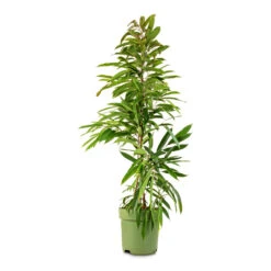 Ficus Amstel King - Narrow Leafed Fig -Greencore Store Ficus Amstel King Narrow Leafed Fig 27x125cm