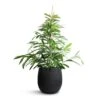 Ficus Amstel King - Narrow Leafed Fig -Greencore Store Ficus Amstel King Narrow Leafed Fig 27x125cm Grigio Balloon Plant Pot Anthracite Concrete 42x42cm