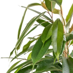 Ficus Amstel King - Narrow Leafed Fig -Greencore Store Ficus Amstel King Narrow Leafed Fig SWATCH