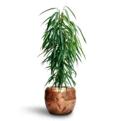 Opus Raw Couple Planter - Gold -Greencore Store Ficus Binnendijkii Alii Hydroculture Opus Raw Couple Planter Gold 8797227d 0b86 4893 8253 24001b10e9a1