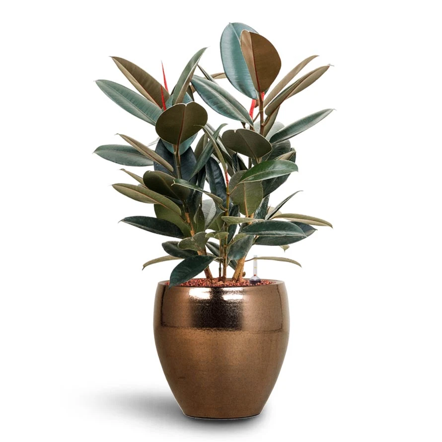 Amora Plant Pot - Black Gold 5 Amora Plant Pot - Black Gold - Image 3