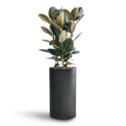 Solid Cylinder Planter - Dark Grey -Greencore Store Ficus Elastica Abidjan Hydroculture Basic Cylinder Planter Dark Grey 063f9e1e ae08 458b aced d7fcd27a3fde