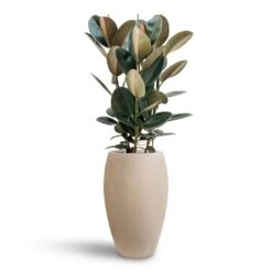 Raindrop Tall Balloon Planter - Stone 14 Raindrop Tall Balloon Planter - Stone -Greencore Store Ficus Elastica Abidjan Hydroculture Raindrop Emperor Planter Beige 0ba317e7 4945 48f8 9727 d36cb897e3d6