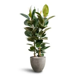 Grigio Egg Pot Planter - Natural Concrete -Greencore Store Ficus Elastica Robusta Hydroculture Grigio Egg Pot Planter Natural Concrete 4c9212c3 f18b 4864 9422 e0b7984f2f11