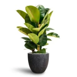 Ficus Elastica Robusta - Rubber Plant - HydroCare 34 Ficus Elastica Robusta - Rubber Plant - HydroCare -Greencore Store Ficus Elastica Robusta Hydroculture Raindrop Couple Planter Anthracite