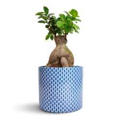 Lazzaro Plant Pot - Navy Garland -Greencore Store Ficus Ginseng Indian Laurel 17x40cm Lazzaro Plant Pot Navy Garland 18x16cm