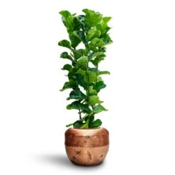 Opus Raw Couple Planter - Gold -Greencore Store Ficus Lyrata Bambino Hydroculture Opus Raw Couple Planter Gold 327968e0 01cf 40dd 99ea 92ae20ea3df9