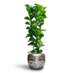 Ficus Lyrata Bambino - HydroCare 20 Ficus Lyrata Bambino - HydroCare -Greencore Store Ficus Lyrata Bambino Hydroculture Opus Raw Couple Planter Silver 7a6929b9 dfe9 4175 8903 aed6a2e09fb4