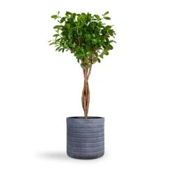Angle Cylinder Plant Pot - Grey 11 Angle Cylinder Plant Pot - Grey -Greencore Store Ficus Moclame Indian Laurel Twisted Stem 23x110cm Angle Cylinder Plant Pot Grey 30x30cm