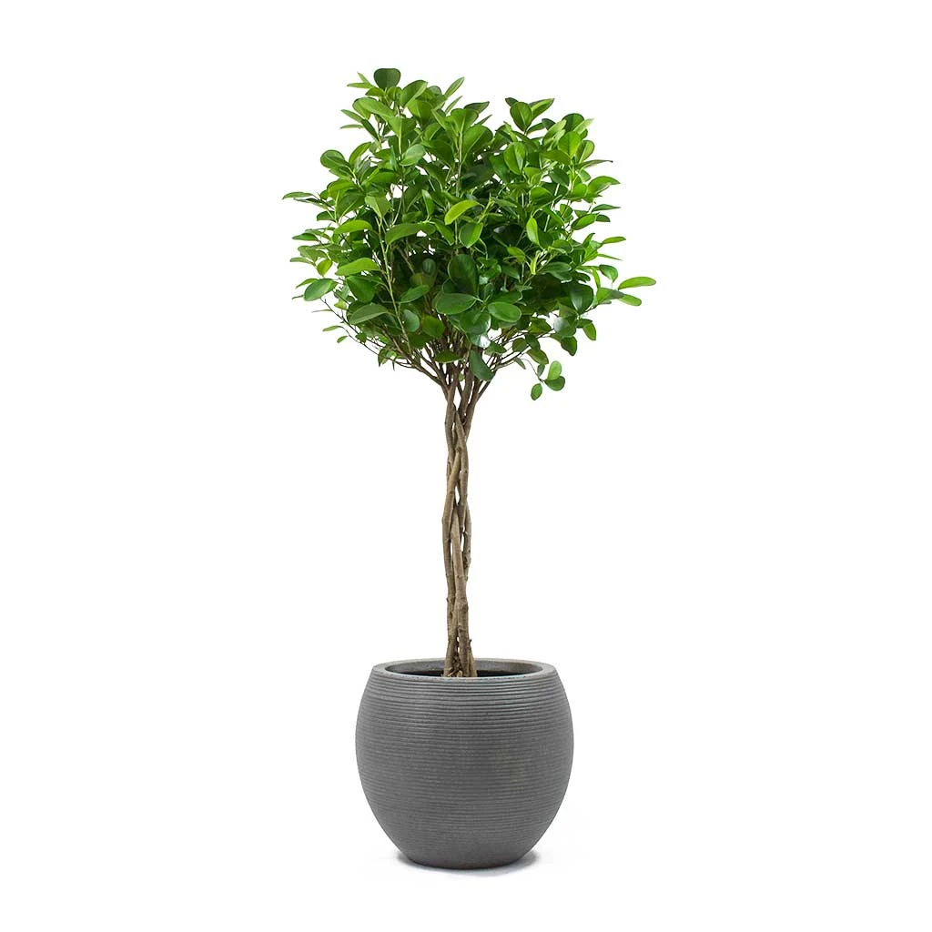 Abby Ball Plant Pot - Ridged Dark Grey 10 Abby Ball Plant Pot - Ridged Dark Grey - Image 8